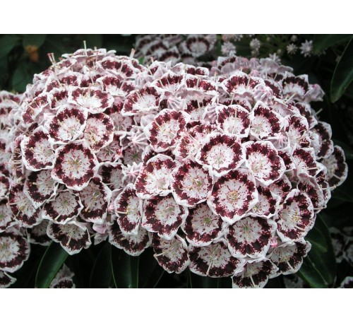 Кальмия широколистная  Нани (Nani) С5